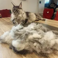 Minos&lotti | au Service de Vos Chats et Lapins