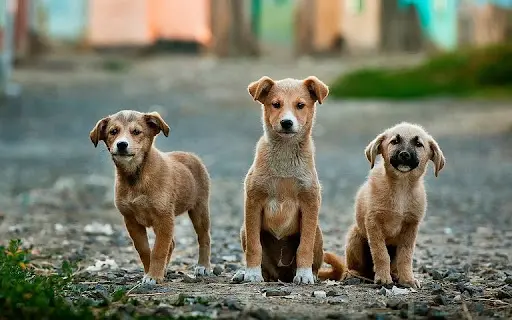 Super Chien