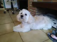 Toutou Net 