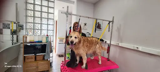 Toilette Canine