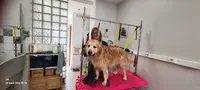 Toilette Canine