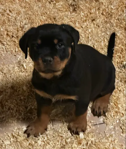 Élevage Valhalla des Anges Noirs ( Rottweiler)