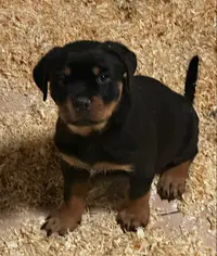 Élevage Valhalla des Anges Noirs ( Rottweiler)