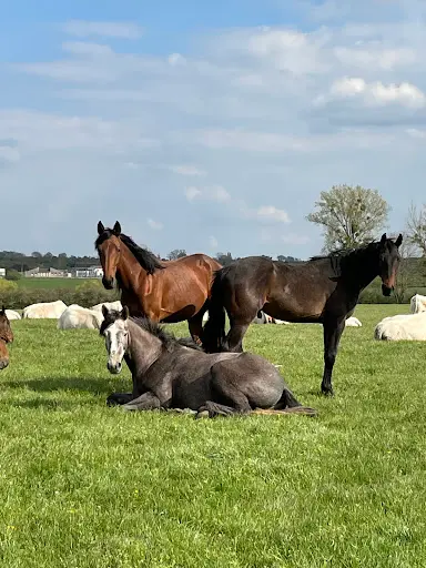 Elevage du Jardin - Chevaux de Sport | Ecurie Hammeville