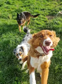 Bea Ttitude Animaux Educateur Canin 29