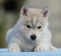 Elevage Liubov Siberian Husky