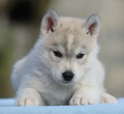 Elevage Liubov Siberian Husky
