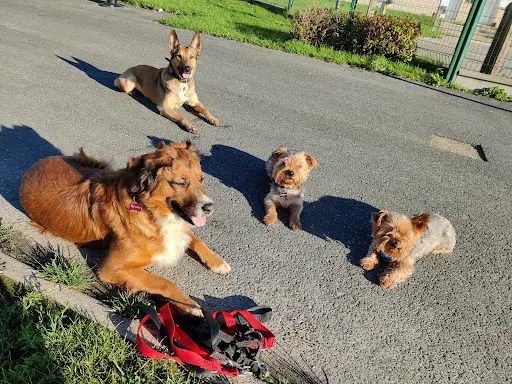 Educateur Canin Respectdogs le Havre 76