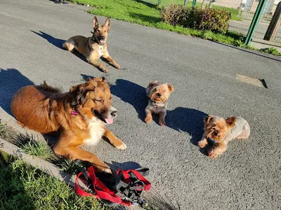 Educateur Canin Respectdogs le Havre 76