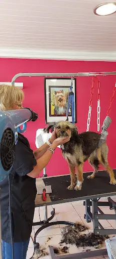 Estéty-chien