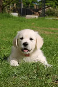 Elevage Golden Retriever Lof - Elixir d'Aydoilles