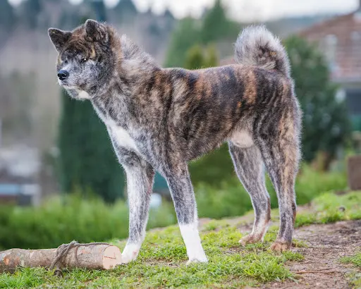 Of Ooinuza Akita Inu Kennel