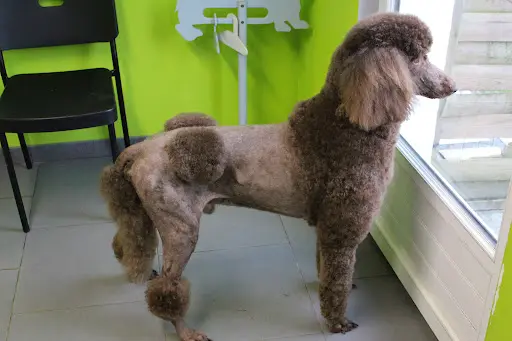 Salon Pil Poils