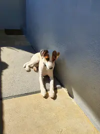 l'Ami Chien