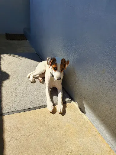 l'Ami Chien