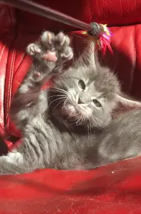 Chatterie Of Hearts Of Coons