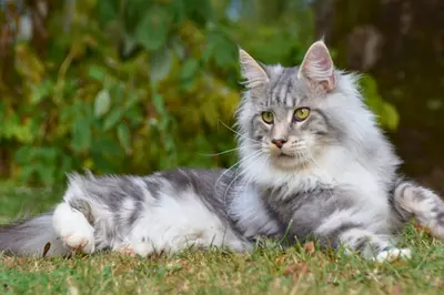 Elevage de Maine Coon Loof | Musketière Cat | Gers