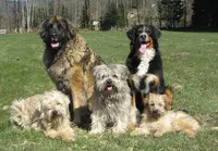 Pension Canine Familiale la Centaurée