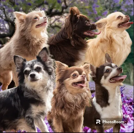 Élevage des Embruns - Chihuahuas