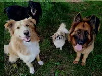 Boule de Chien