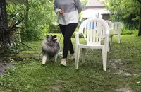 Éducateur Canin Hauterives