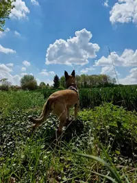Canirvana Éduc - Éducation Canine, Comportementaliste Aisne 02