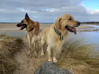 Éducation Honnête - Education Canine - Educateur Canin, Approche Éthologique