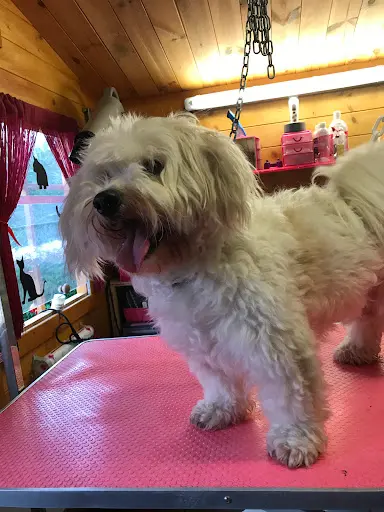 Miss Lola Toilettage Uniquement sur Rendez-vous