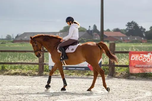 Equit Assion
