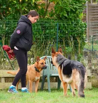 Bark To Basic - Education et Comportement du Chien
