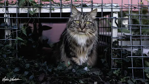 Pension le Chat Zen (68220 Buschwiller )