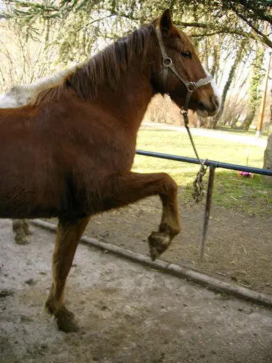 Poney Club d'Heillecourt