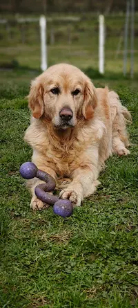 Pension Canine Garralda