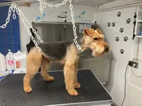 O Bien-être du Chien