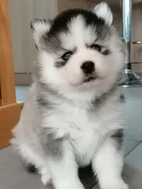 Elevage Pomsky France Bretagne