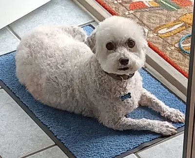 Centre de Beauté Canine