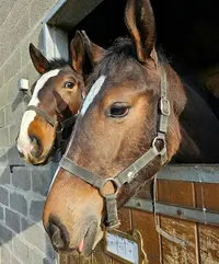 Les Ecuries de la Peupleraie