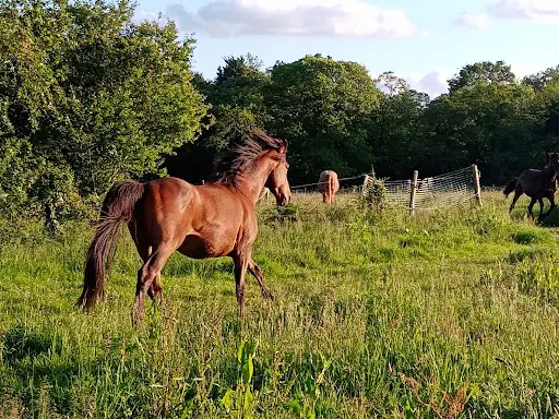 Les Chevaux d'Ouest Hennebont : Équithérapie, Balades À Poney, Pension, Demi Pension