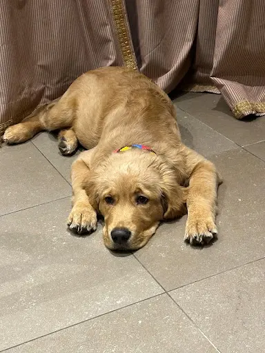 Les Retrievers de Château Renard
