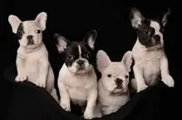 Élevage de la Vallée de Pissevin Bouledogues Français