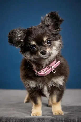 Chihuahuas des Petits Pas de Danse