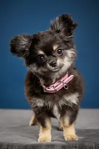 Chihuahuas des Petits Pas de Danse