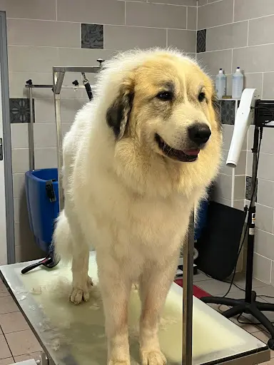 Arcanin Toilettage Chiens