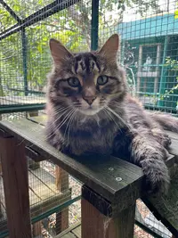 Les Chats de la Bergerie