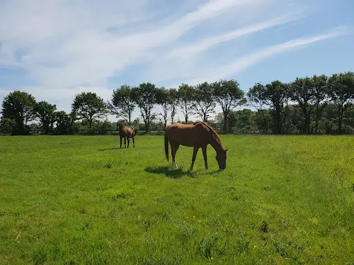 Horse Lib
