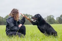 Opus Cani - Éducateur Canin (comportement, Mantrailing et Détection)