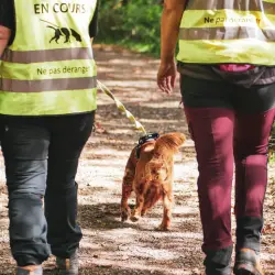Pawtynose Educateur Canin (comportement, Activités de Flair)