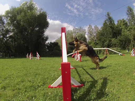 Recreadog