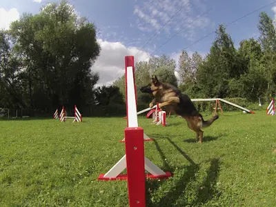 Recreadog