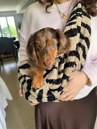 Le Petit Dan